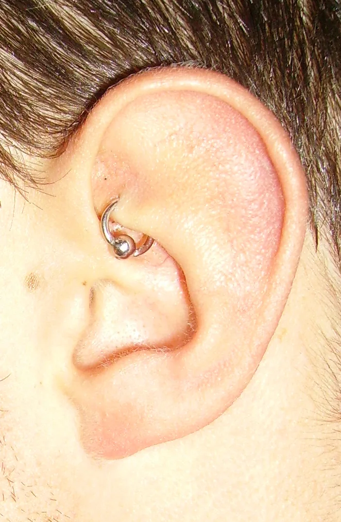 Ring through the upper inner cartilage fold of the ear — reference photo